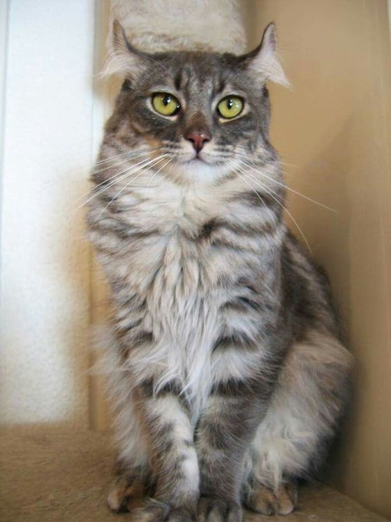 Самые смешные коты: фото породы американский керл