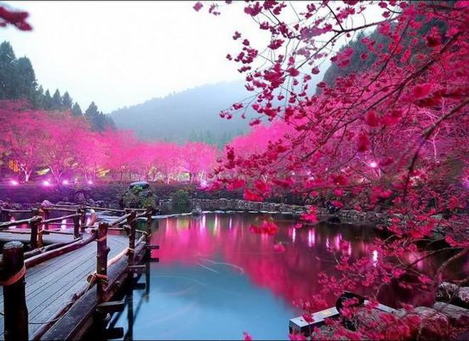 О-Ханами: праздник цветения сакуры в Японии - Tochka.net