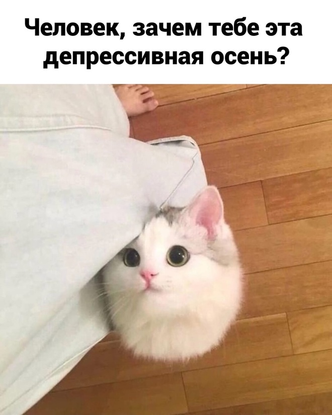 Котик и осень