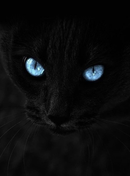 Магический взгляд черных кошек