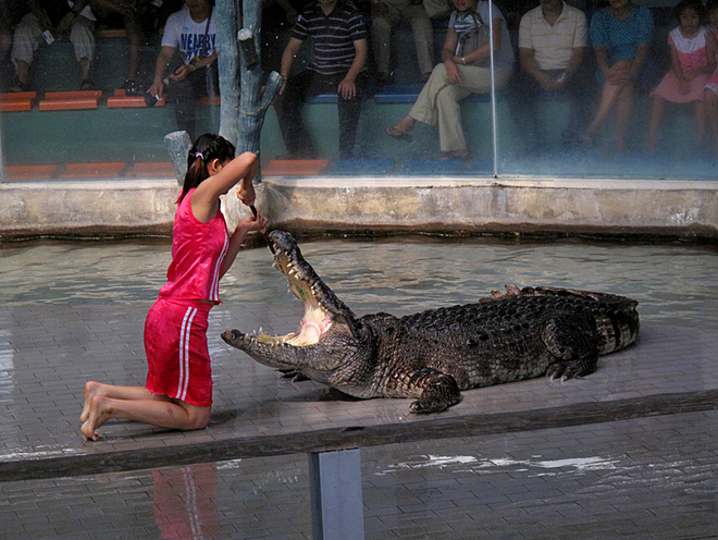 Шоу з крокодилами