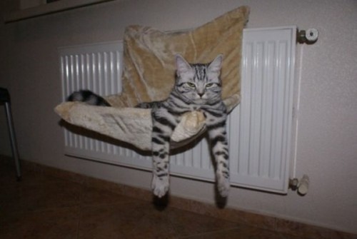 Вездесущие коты