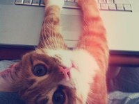 Поздравление для самого няшного программиста