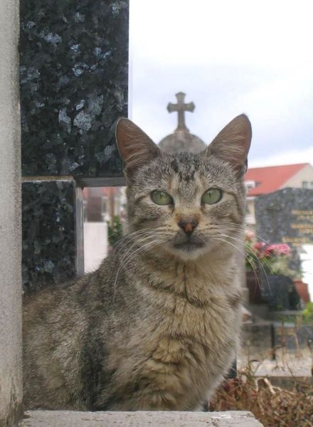  Вот он, новый Папа.. 