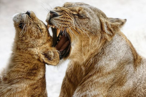 Очаровательный львонок