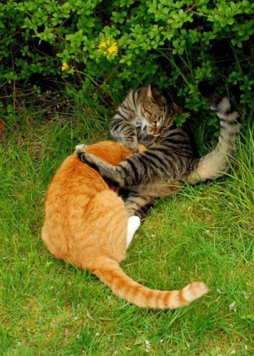 Урок каратэ от котэ