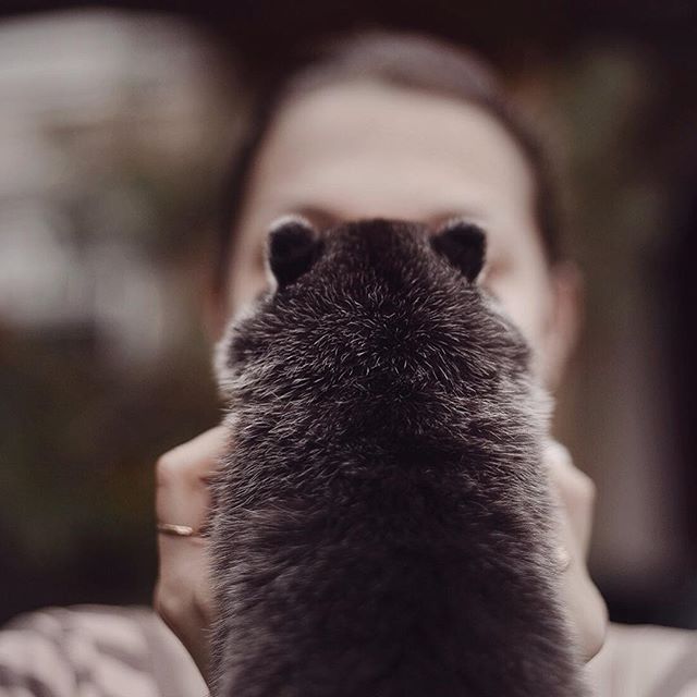 Цуценята Хаскі