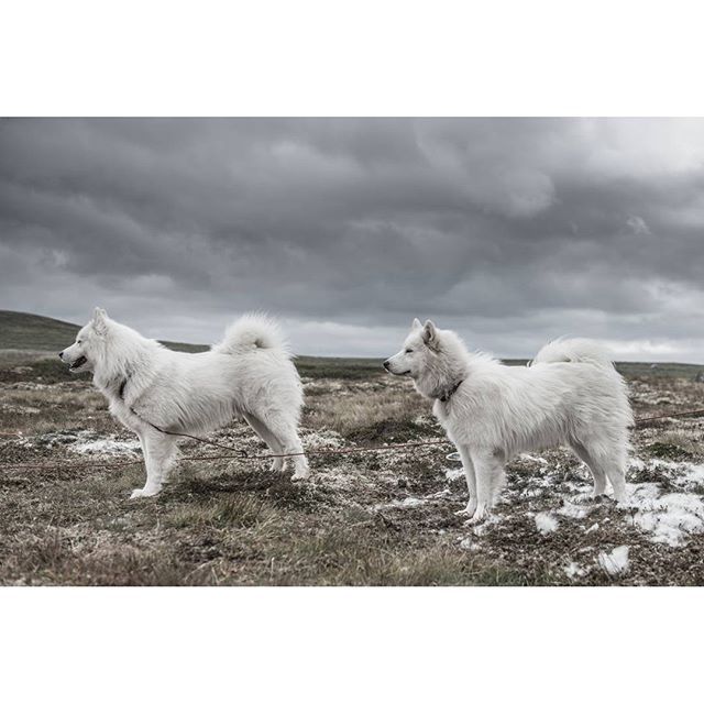 хаскі Акіак 