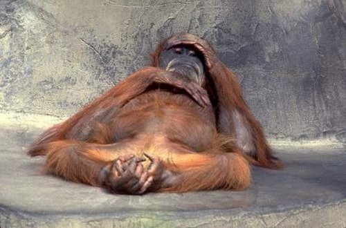 Ленивые животные