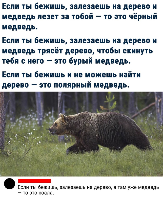 Как распознать медведя