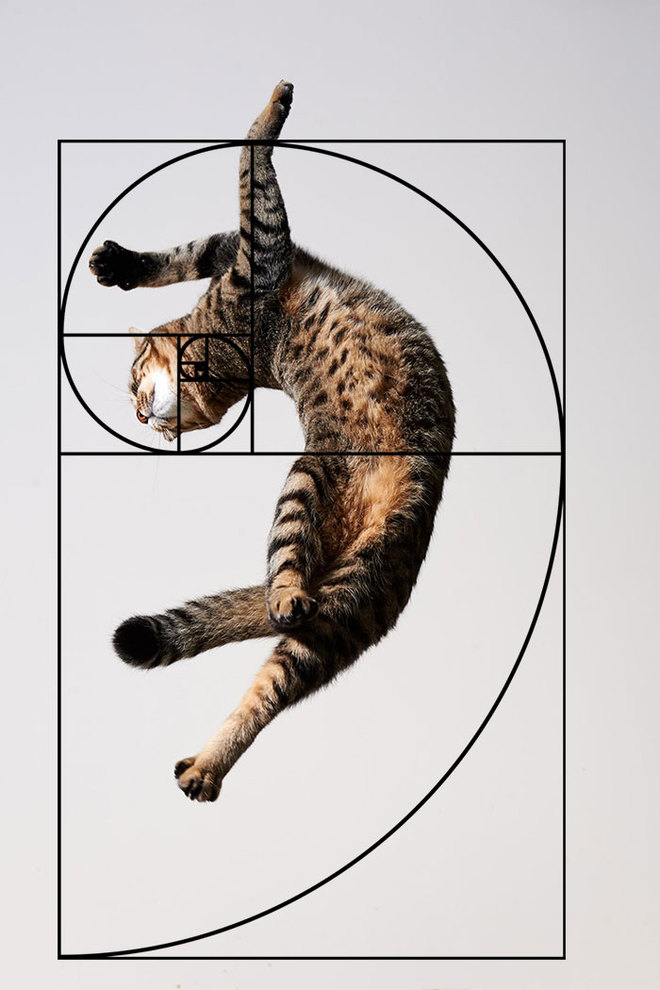 Идеальные коты по числам Фибоначчи