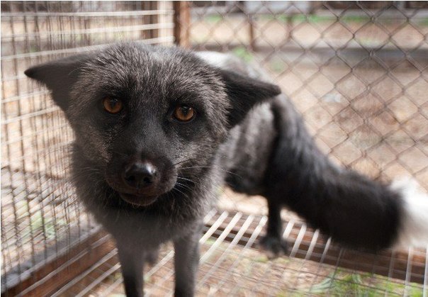 Самые милые домашние лисички