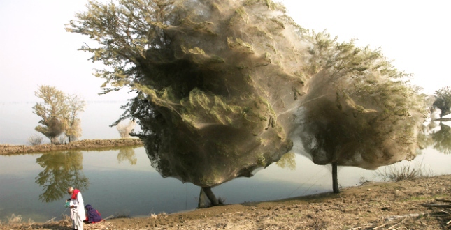 Живі камені, крижане волосся і багато іншого: 15 неймовірних феноменів природи