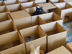 Американський блогер побудував своїм котам лабіринт з 50 коробок (відео)
