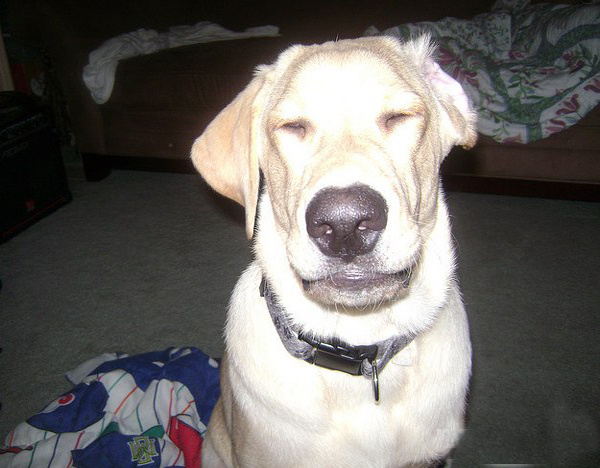 Тяжелое собачье утро