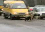 Два пса устроили оргию на проезжей части