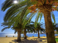 Пальмы под летним солнцем