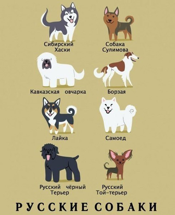 Откуда собачки родом