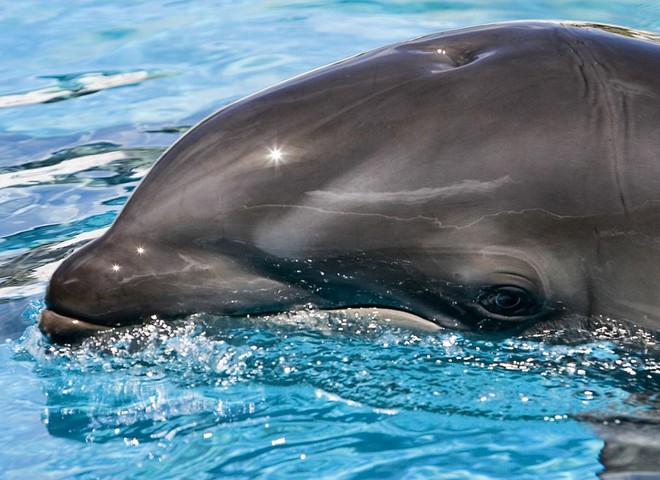 Дельфины поселятся в Киеве