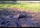 Собака балдеет в грязи