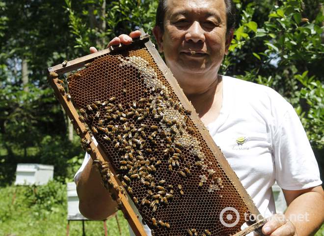 лікування бджолами
