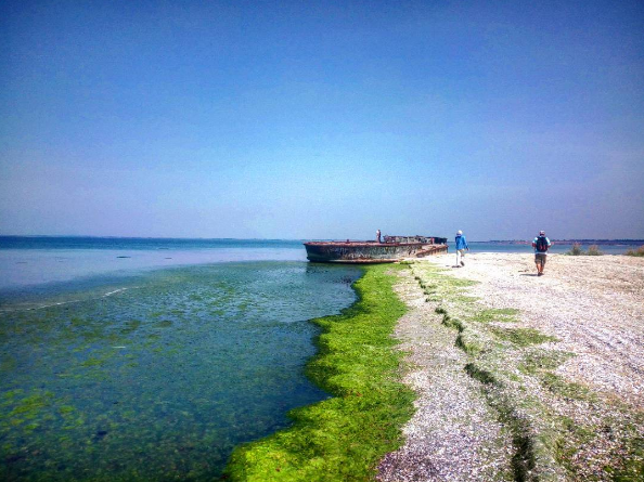 Кинбурнская коса: самое чистое море и самая красивая дикая природа в Украине