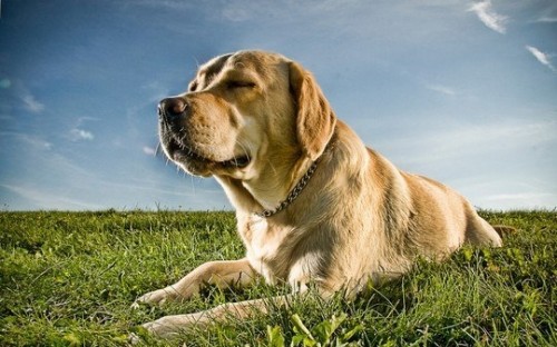 Животные модели