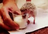 Стакан молока для ежика