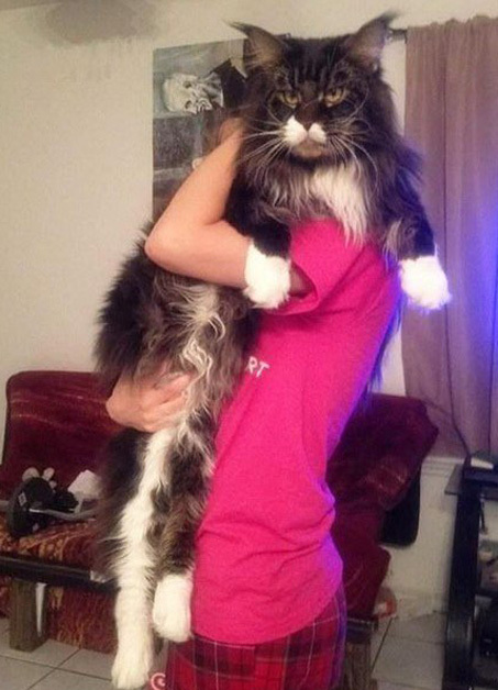 Самые "миниатюрные" котики