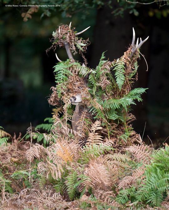 Comedy Wildlife Photography Awards