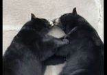 Целующиеся медведи