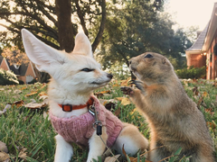 5 аккаунтов животных, которые стоит увидеть