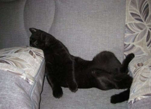 Вездесущие коты