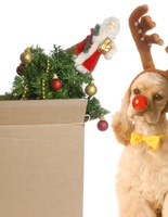 собаки в костюмах