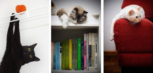 Кошки - лучшее украшение Вашего дома