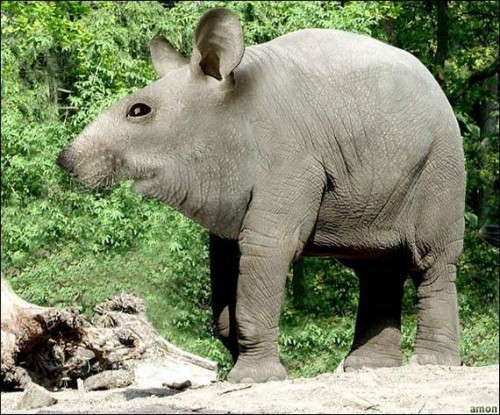 Последствия Чернобыля