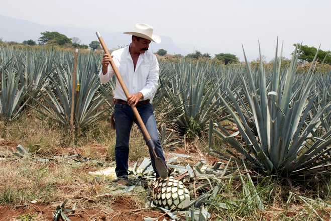 Мексика: в поисках лучшей текилы