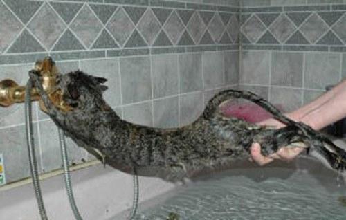 Кто сказал, что кошки не любят воду?