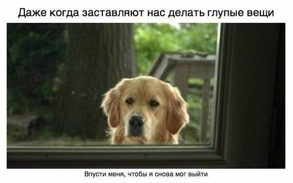 Милый пост про собак