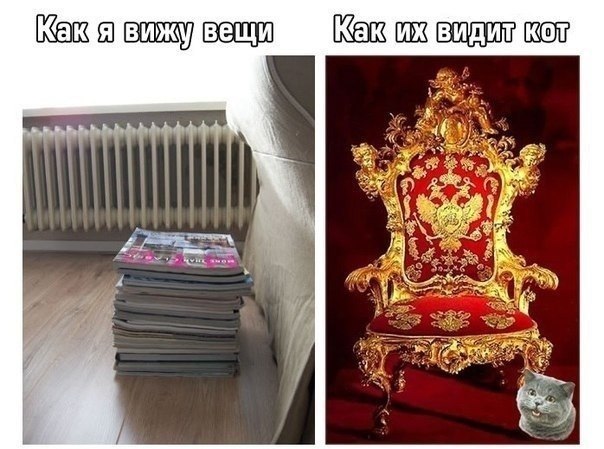 Кот & человек