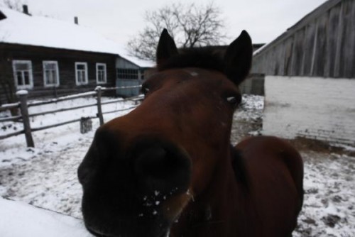 Животные из Чернобыля