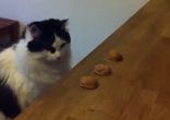 Коте игрок