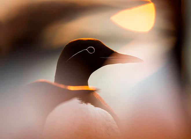Bird Photographer Of The Year 2019