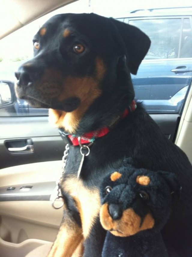 ТОП 15 лучших двойников