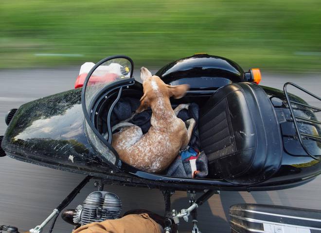 Неймовірні пригоди собаки-мандрівниці Медді по Америці