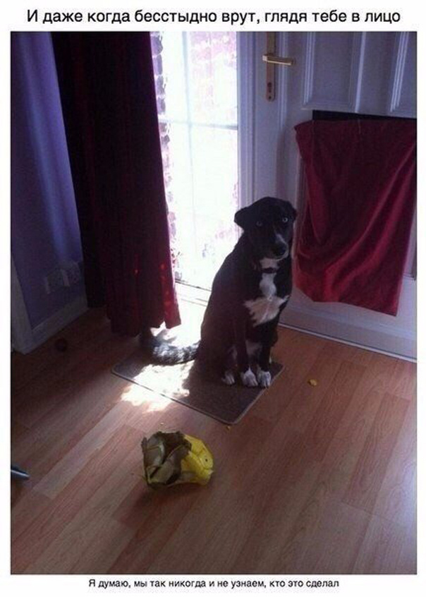 Милый пост про собак