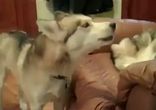 Прикол на концерте