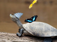 Бабочки и черепашка