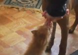 Котенок дерется с псом за мясо