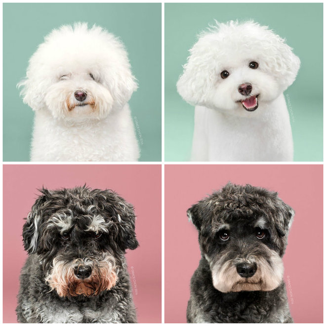 Пушистики до и после похода в парикмахерскую